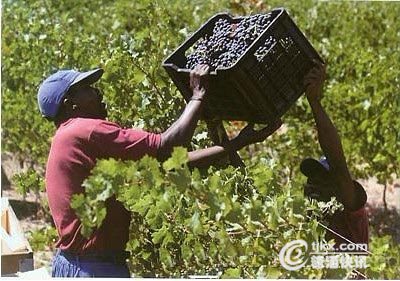 旅游助力南非葡萄酒行业快速发展(1)