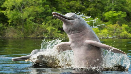 亚马逊探险 丛林流水中掩藏的魔幻世界